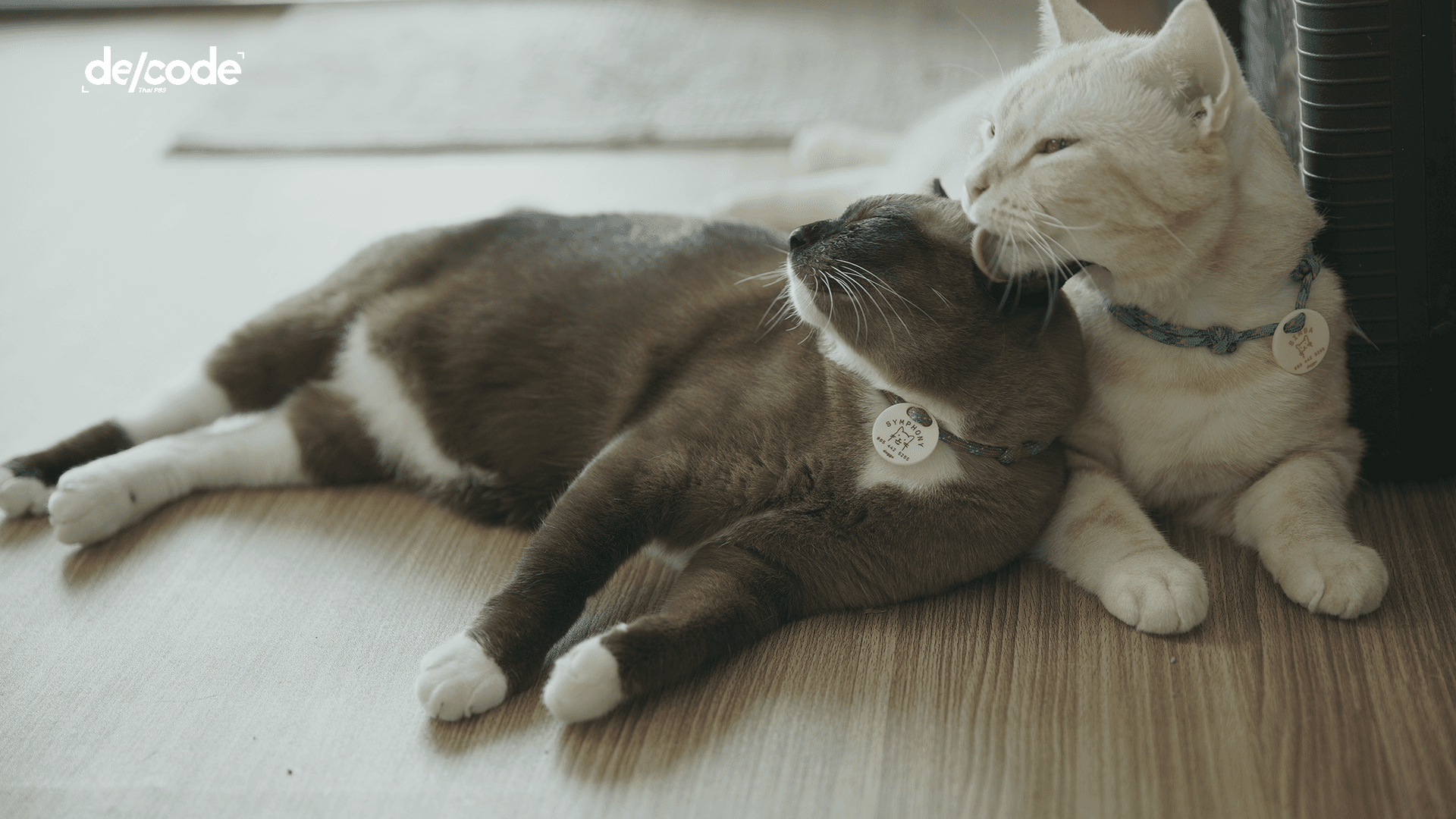 ความน่าจะแมว ไร้ความว่างเปล่า
