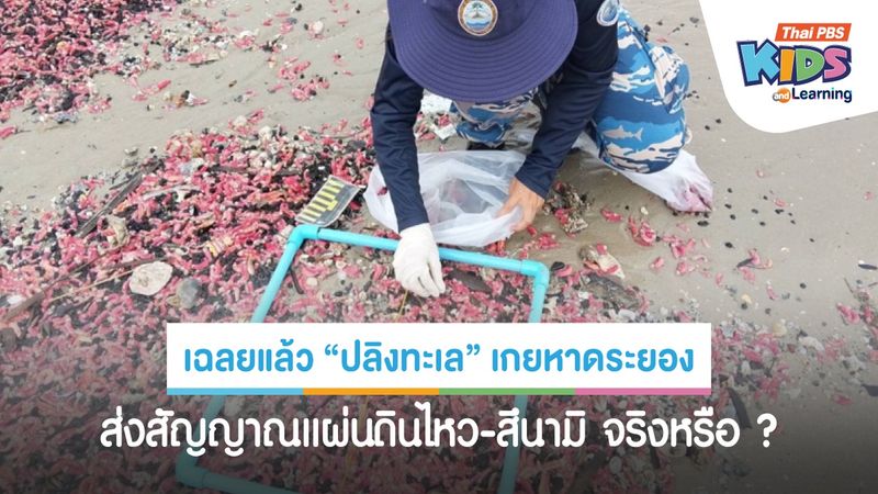 เฉลยแล้ว “ปลิงทะเล” เกยหาดระยอง ส่งสัญญาณแผ่นดินไหว-สึนามิ จริงหรือ ?