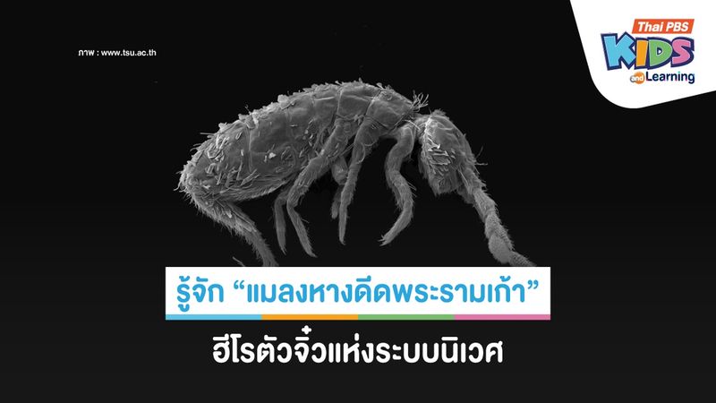 รู้จัก "แมลงหางดีดพระรามเก้า"  ฮีโรตัวจิ๋วแห่งระบบนิเวศ