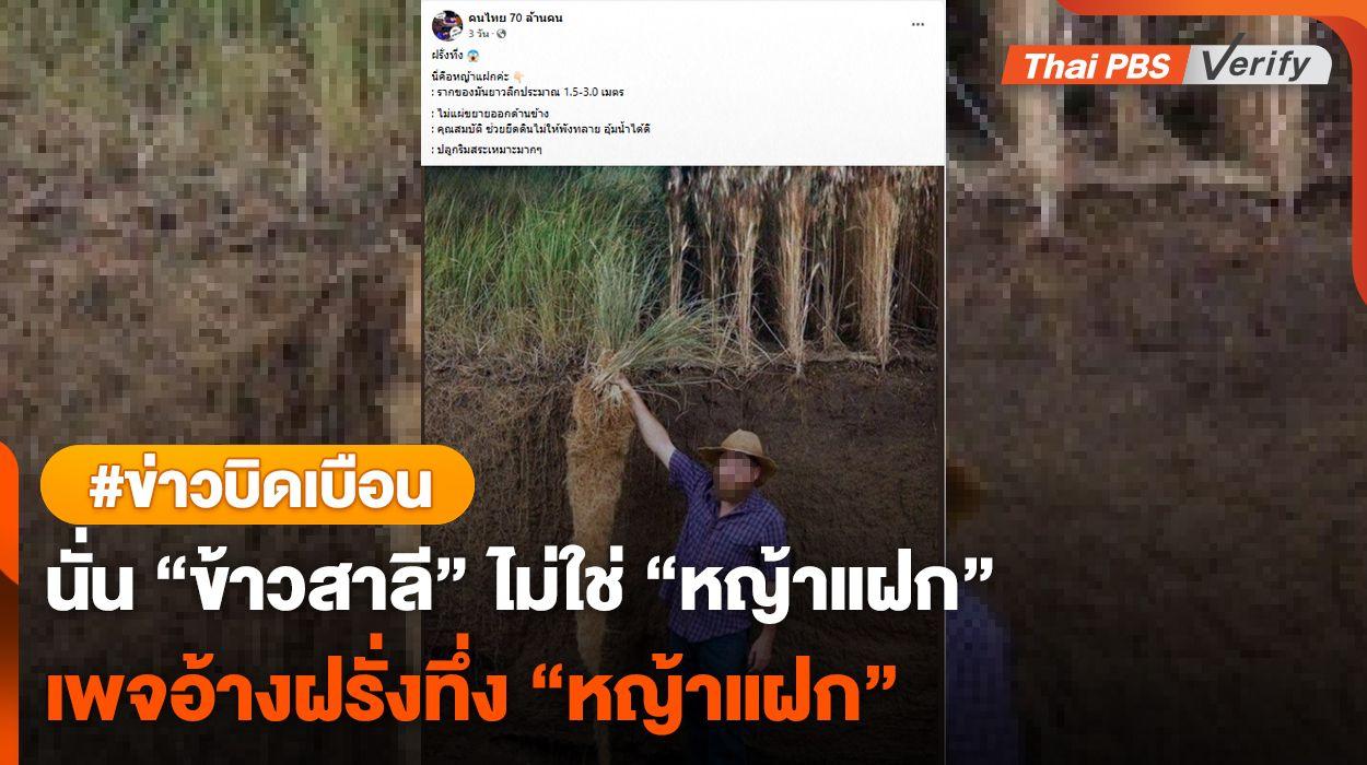 คนละพันธุ์ “ข้าวสาลีเคิร์นซา” ถูกเคลมเป็น “หญ้าแฝก”