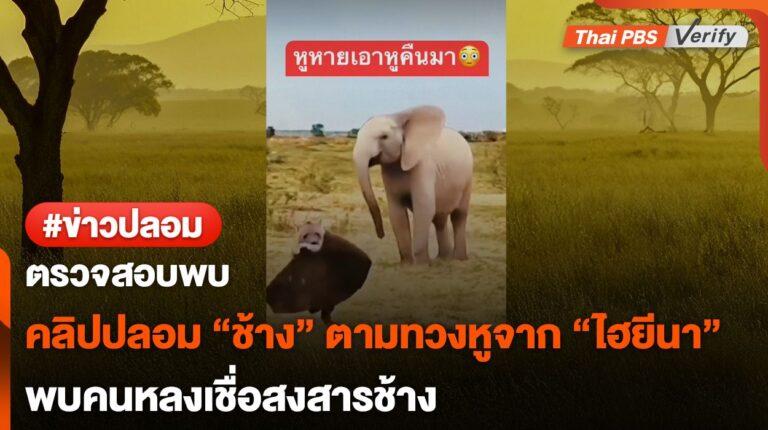 ตรวจสอบพบ : คลิปปลอม “ช้าง” ตามทวงหูจาก “ไฮยีนา”