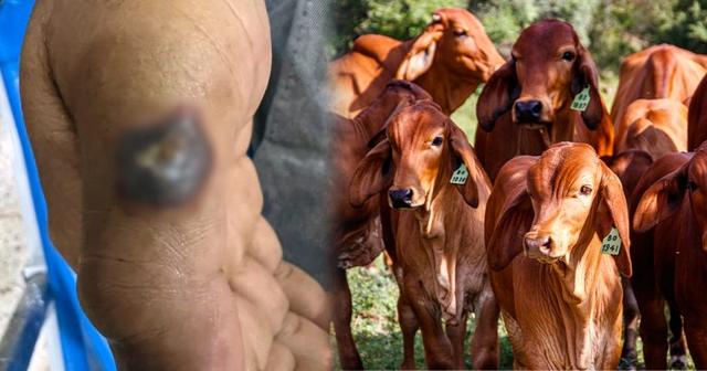 ตรวจสอบพบ: กินเนื้อดิบเสี่ยงถึงชีวิต เตือนเชื้อ &#8220;แอนแทรกซ์&#8221; อยู่บนดินได้นับปี