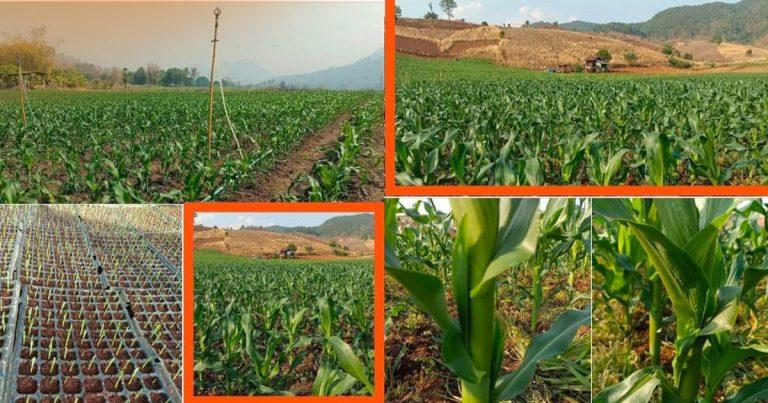 Verified: The “fake farm” strikes again. Latest victims report receiving seeds that do not match the descriptions.
