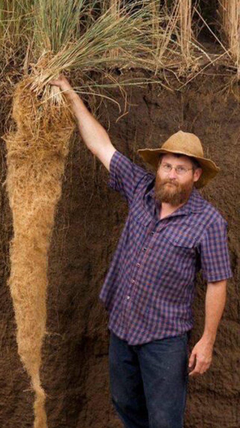 รากพืชที่สูงกว่าคนคือ “หญ้าแฝก” จริงหรือไม่