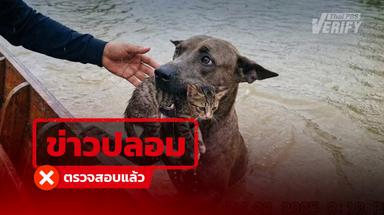 ภาพ “หมา–แมวฮีโร่” พบลายน้ำ–ตัวอักษรเพี้ยน เครื่องมือตรวจสอบชี้ชัดถูกสร้างด้วย AI