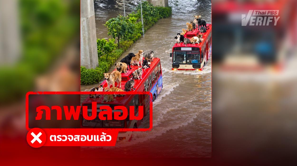 ภาพหมา-แมวนั่งบนหลังคารถเมล์ลุยน้ำท่วม กทม. อ้างช่วยสัตว์จากเหตุการณ์จริง แท้จริงเป็นภาพ “AI Slop”