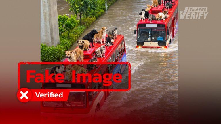 Fake Image: Pictures of dogs and cats riding on a flooded Bangkok bus roof—falsely claimed as real rescue efforts—are actually ‘AI slop’