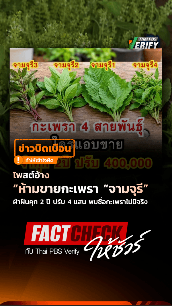 โพสต์อ้าง “ห้ามขายกะเพรา “จามจุรี” ฝ่าฝืนคุก 2 ปี ปรับ 4 แสน พบชื่อกะเพราไม่มีจริง : Fact-Check ให้ชัวร์ กับ Thai PBS Verify
