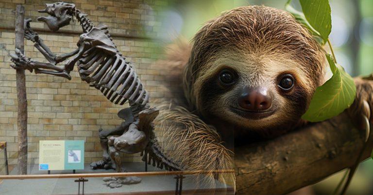 Verified: Giant Sloths Larger Than Humans Lived 10,000 Years Ago