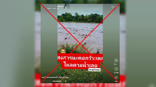 Verified: The clip showing a herd of cows floating in floodwaters, claimed to be caused by “Tropical Storm Bualoi,” is actually from an incident in Mexico.