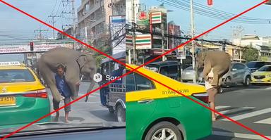 ตรวจสอบแล้ว : คลิปคนแบกช้างกลางถนน สร้างจาก AI