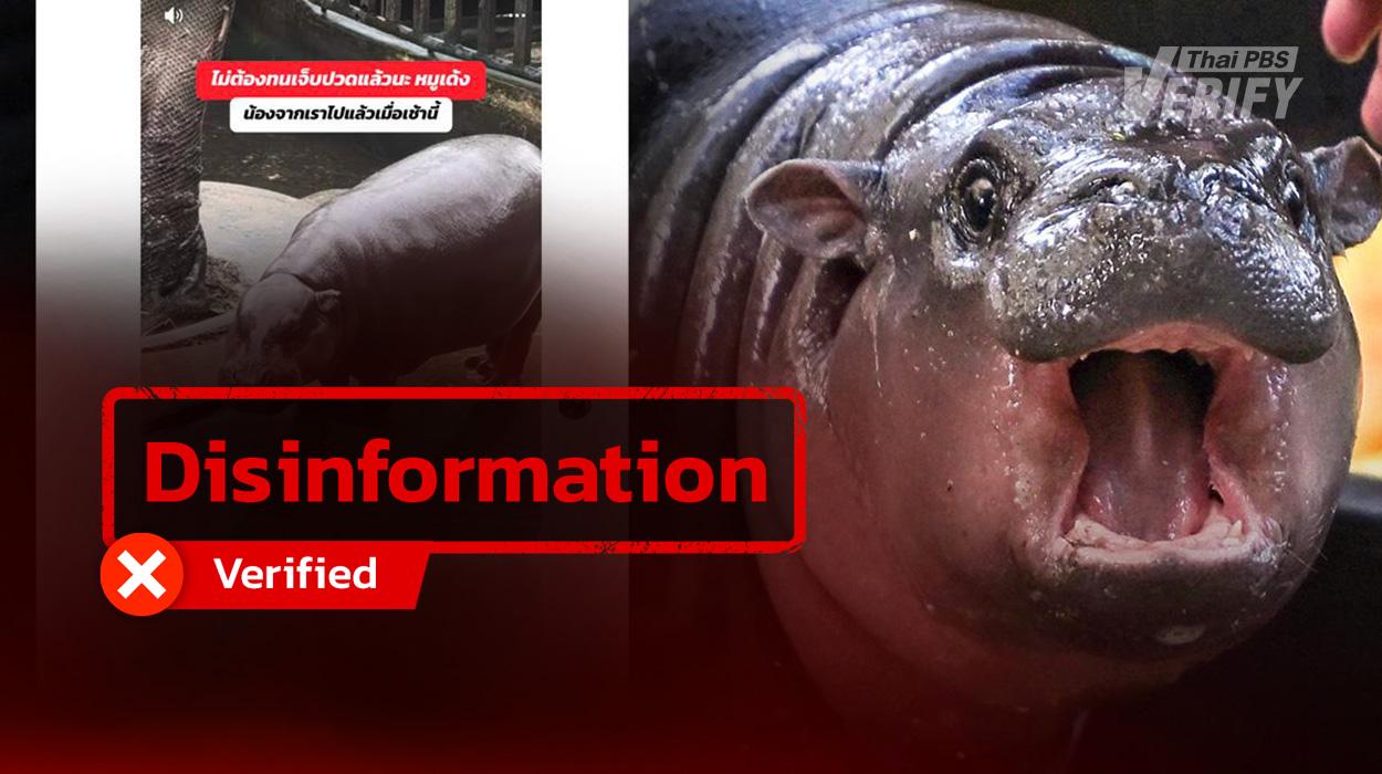 Post Claiming “Moo Deng” Died Found to Be False; May Be Intended to Lure Users to Online Gambling Websites